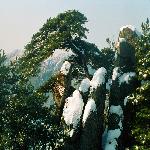 ����ɽ���